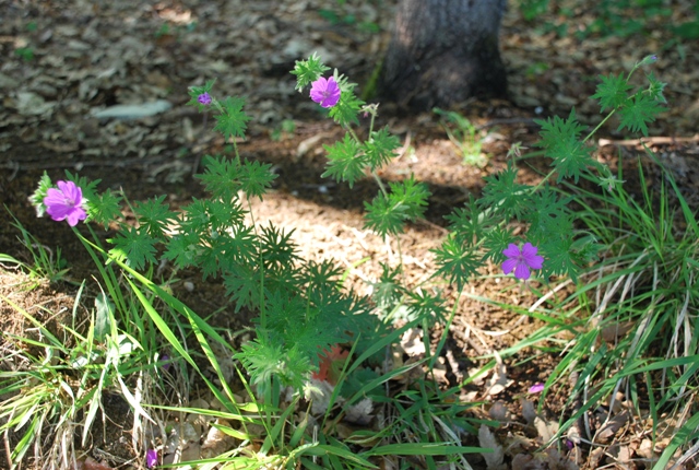 Geranium sanguineum